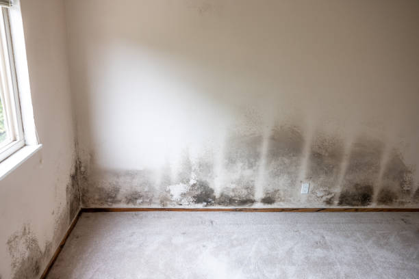 Best Asbestos and Lead Testing During Mold Inspection  in Kingston, PA